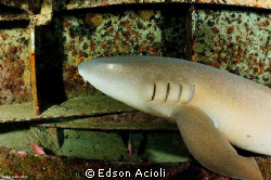 Shark Wreck Servemar X. Recife-PE. Nikon D90, Tokina 10-1... by Edson Acioli 